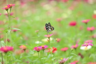 蝶舞花丛间