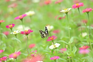 花丛中飞舞的美丽蝴蝶