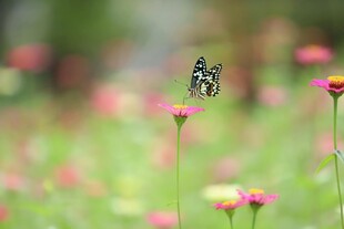 花丛中飞舞的美丽蝴蝶