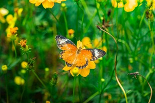 花丛中飞舞的美丽蝴蝶