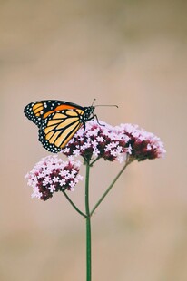 蝴蝶停驻于紫色小花上