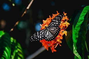 蝴蝶停驻在橙花之上