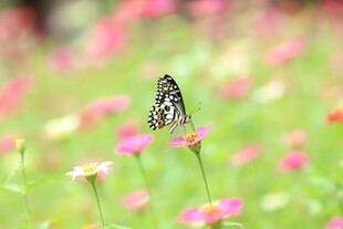 蝶舞花丛间