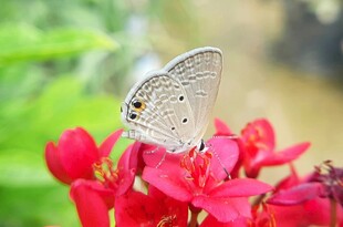 蝶栖红花间