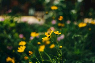 春日烂漫小黄花绽放