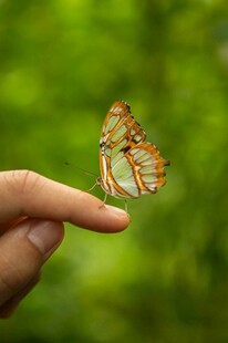 指尖上的蝴蝶