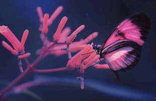 蝶栖花枝间