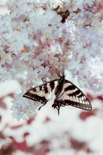 花间蝴蝶