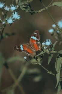橙蝶栖于蓝花绿叶间