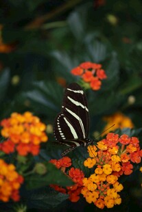 斑马纹蝴蝶停于橙花上