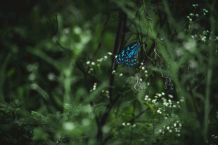 蓝蝶栖于绿植间
