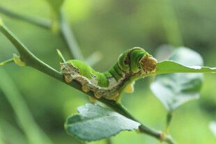 绿叶上的绿色毛毛虫