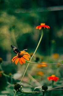 花间蜂舞赏明艳小雏菊