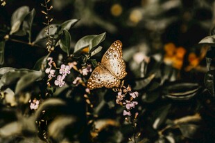 蝴蝶停驻繁花绿叶间