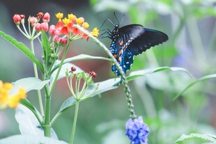 黑蝶停花丛中