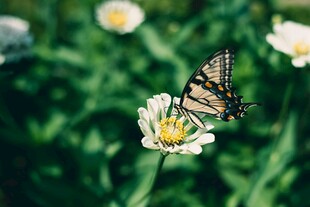 蝴蝶停驻小白花