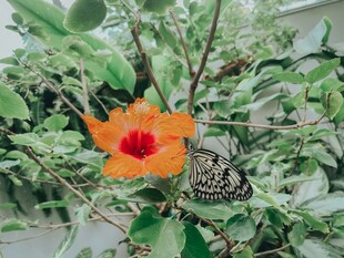 橙红扶桑花旁的蝴蝶