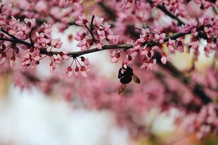 枝头繁花间的蜜蜂采蜜