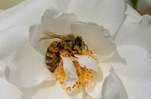蜜蜂采蜜于白色花朵间