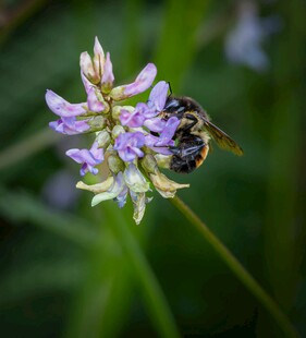 蜜蜂采蜜于紫色小花间