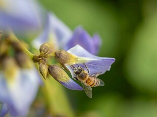 蜜蜂采蜜于紫色花朵间