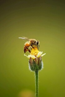 蜜蜂采蜜于小花