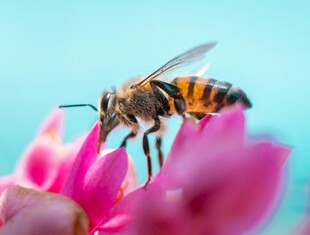 蜜蜂采花蜜于娇艳花朵中