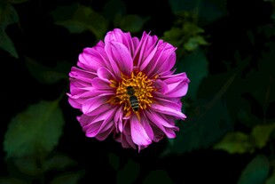 娇艳粉色花朵特写