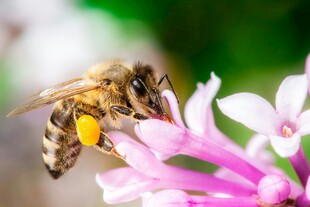 蜜蜂采蜜于娇艳花朵间