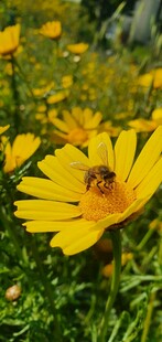 蜜蜂采蜜于灿烂小黄花