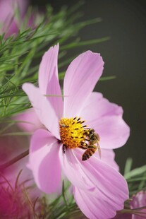 蜜蜂采蜜于粉色波斯菊