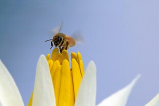 蜜蜂采蜜于洁白花朵上