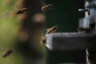 蜜蜂围绕物体飞舞