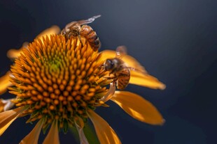 蜜蜂采蜜于黄色花朵上