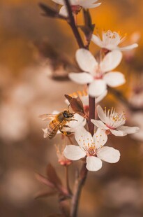 蜜蜂采蜜于绽放花朵间