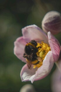 蜜蜂采蜜于粉色花朵间