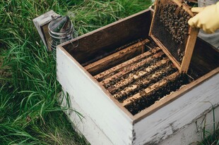 户外摆放的木质养蜂蜂箱
