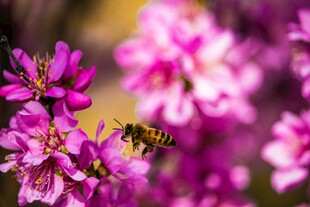 蜜蜂花间采蜜图