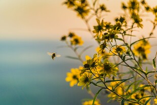 阳光下的黄色小花