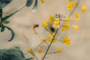 黄色小花上的蜜蜂
