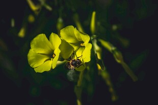 黄色花朵上的小蜜蜂