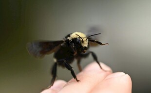 掌心停驻的黑黄相间蜜蜂