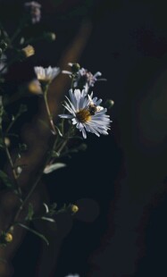 黑暗中绽放的白色小雏菊