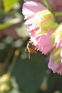 蜜蜂采蜜于娇艳粉花中