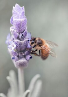 蜜蜂采蜜于紫色薰衣草