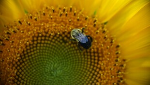 蜜蜂栖息于向日葵花蕊中