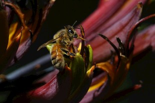 蜜蜂栖于艳丽花朵间