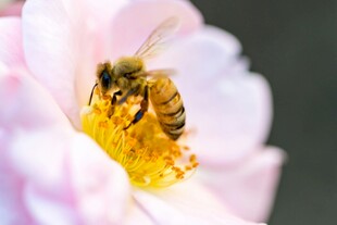 蜜蜂采蜜于粉色花朵中