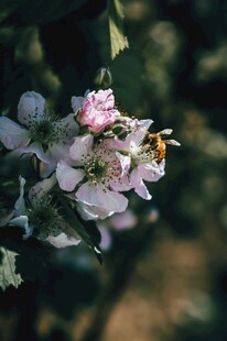 蜜蜂采蜜于粉嫩苹果花