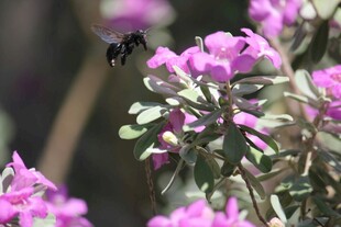 蜜蜂花间采蜜